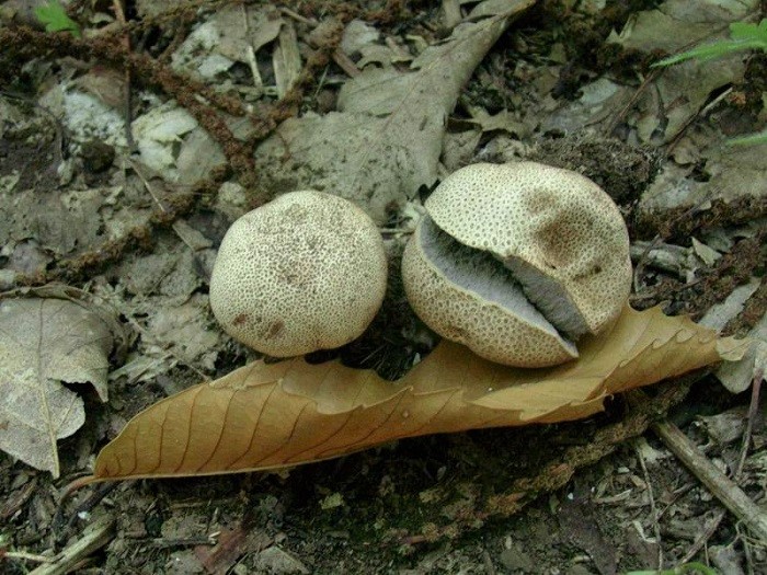 759 Agosto vecchio ritrovamento